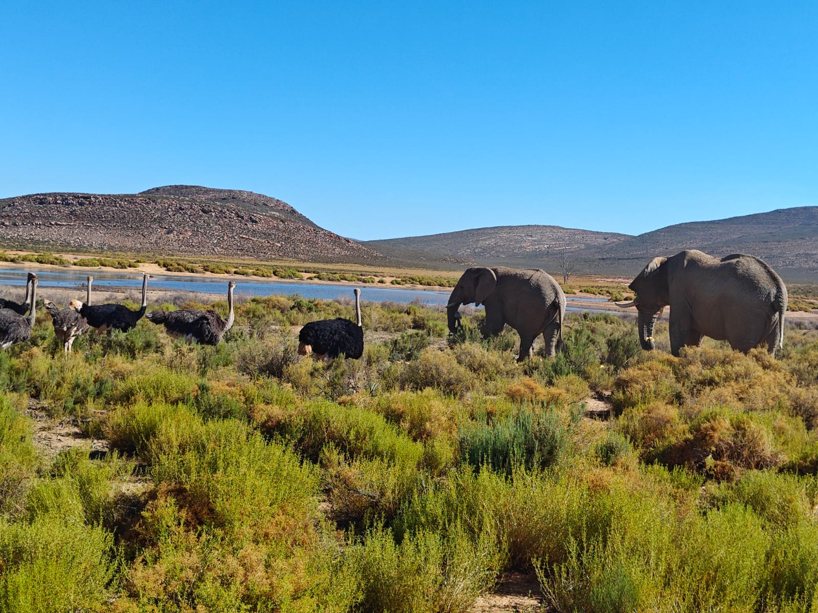Aquila Game Reserve - Safari 45